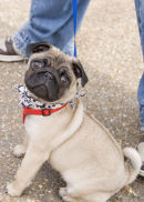 Pug